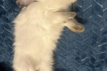 My little (4month) bunny is lying on its back for the first time, just relaxing