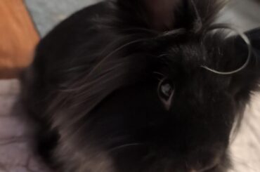 Am I the only one who fights his rabbit when he's bored?