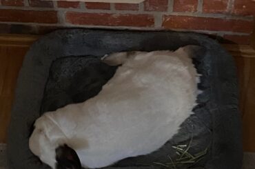 Jojo the seal loves her bed