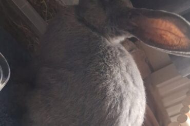 Meet my big man pickle :)