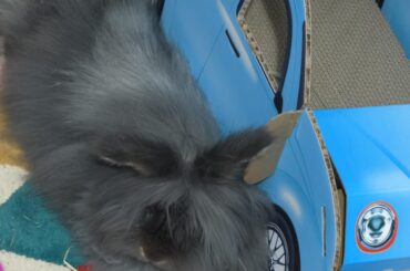 take a picture of me showing off my new car, human