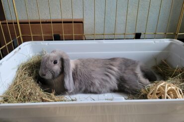 What does it mean when a bunny puts his front paws on me?