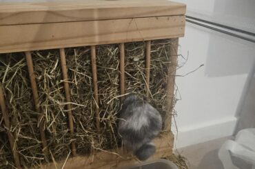 All you can eat buff-hay