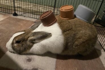 My bunny is so chill 😆