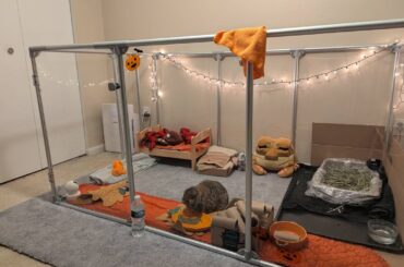 Maru's New Playpen!