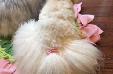 Lottie Lapin- date night💕