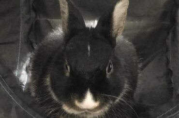 Rare tunnel angie loaf captured