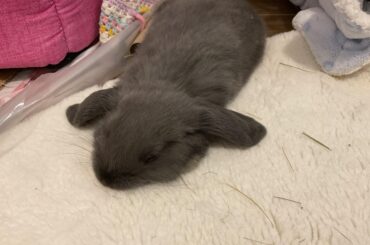 Sleeping day