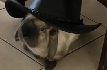 I put my hat on him and he was.... displeased