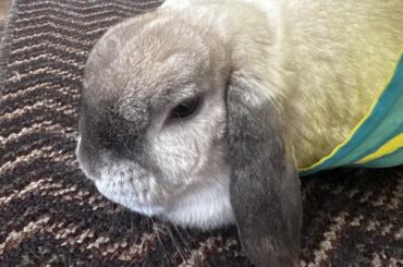 My rabbit isn’t eating, barely drinking, and her poop is tiny, dry, and weirdly shaped. All exotic vets are closed this weekend.