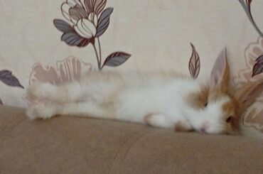 Side flop
