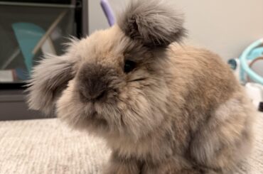 Little Ewok bun says happy Friday
