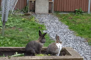 Lost one of our bunnies today