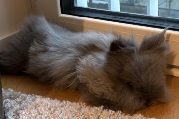 Meet Bruce (aka Master Wayne): The Fluff Who Rules Without Lifting a Paw