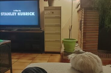 Does my rabbit actually watch the tv with me ?