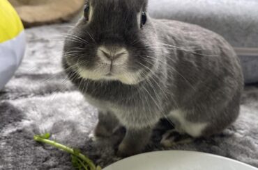 “When Mommy walks in with a bag of free veggies… we lose our minds 😂🐰💨”