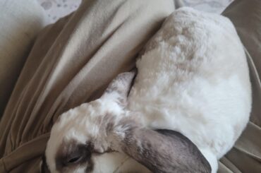 Bunny keeps peeing on me, help!!