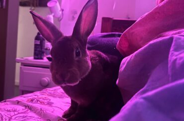Baby smoko hanging out on the bed