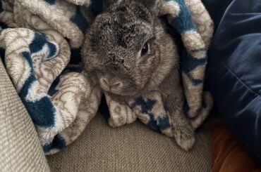 Emergency vet not offering much help… can’t get in to regular vet on weekends