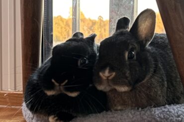 They have the whole apartment and countless sleeping spots, yet they decide to cram up in one bed🥲