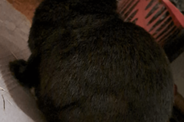 Big sleep
