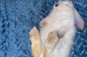 My little bun likes to lie on its back, it looks super cute