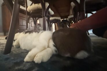 One bunny getting pets while the other bunny snoozes