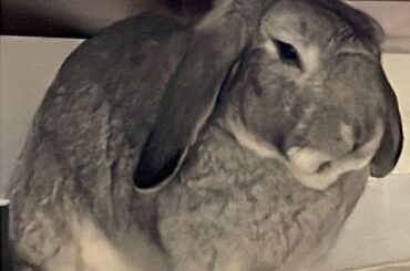 The new member of my family