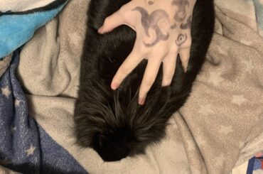My boyfriends dwarf bunny is fat