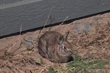 This cottontail has been hanging out right next to my house since last night.