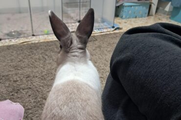 my bodyguard