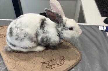 What breed is my rabbit?