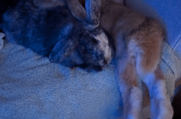 Nice buns