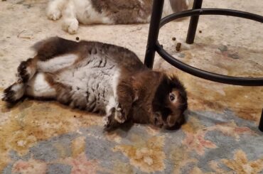 Nutmeg... why are you like this?