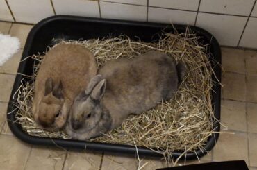 They went to the V-E-T and lived to tell the tale! Fearless Dora also needed a microchip, so Molly got one too.