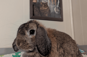 Why is that catte not bun art?!