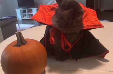 Bunnicula!