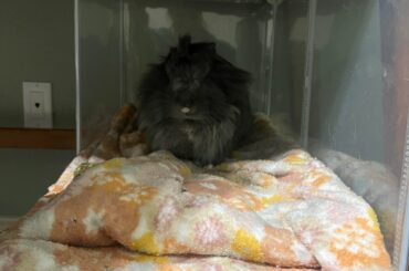 Made my bun a little under the desk cave