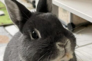 Mia 🐰 looks like an angel… but she’s secretly a naughty little bunny 😏💖
