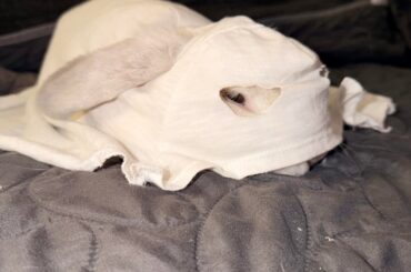 A Very Scary Ghost