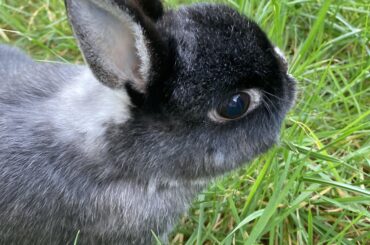Flooring for a rabbit with bladder issues