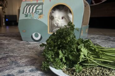 It’s my cake day…here’s my bunbun