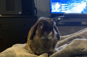This is how Jax tells me its dinner time