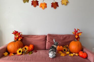 I just came to spread joy with my fall bunny pictures, enjoy!🥰🍂✨🍁🐇