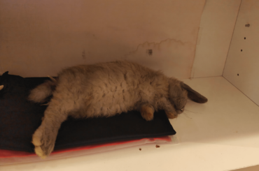 I bought my rabbit new hay...