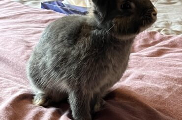 What breed is he?