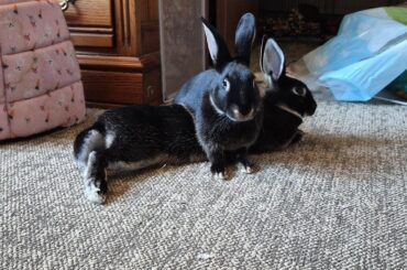 Bunny Lincoln Logs