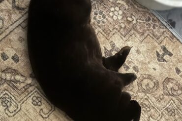 I’m glad you’re comfy, Winston. But this is always an absolute jump scare.