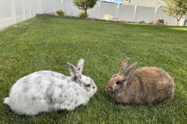 What breed of rabbits is my rabbits?