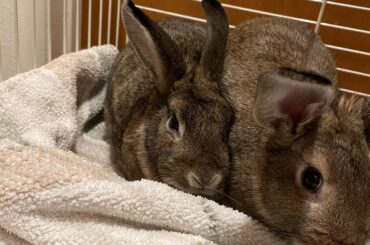 Rehoming bonded pair in Utah